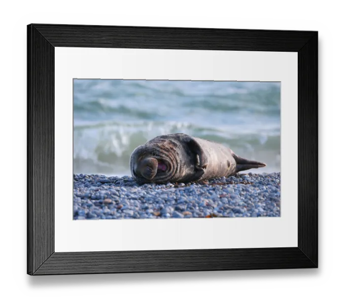 Framed Print : Grey seal (Halichoerus grypus) Framed Print : Grey seal (Halichoerus grypus)