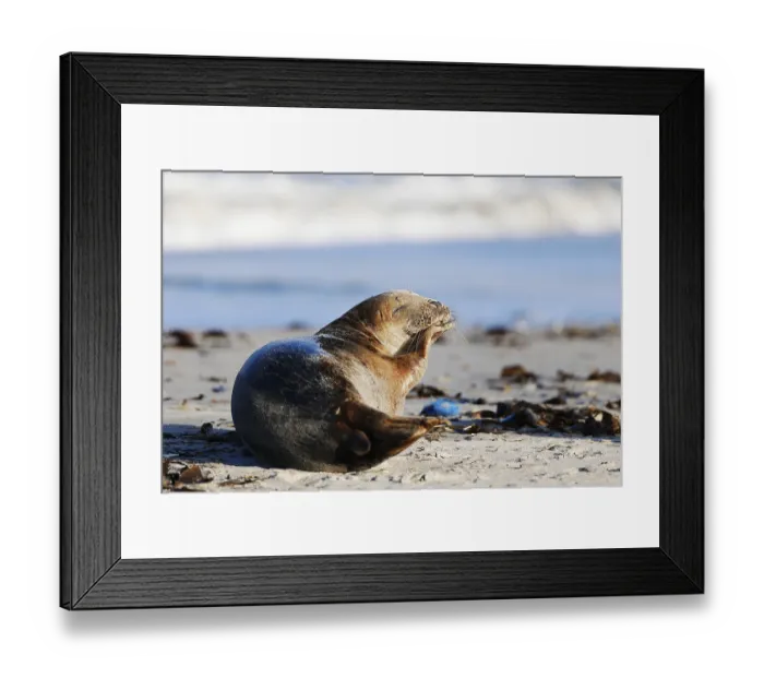 Framed Print : Grey seal (Halichoerus grypus)