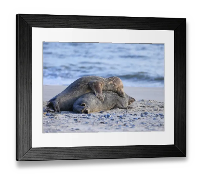 Framed Print : Grey seal (Halichoerus grypus)