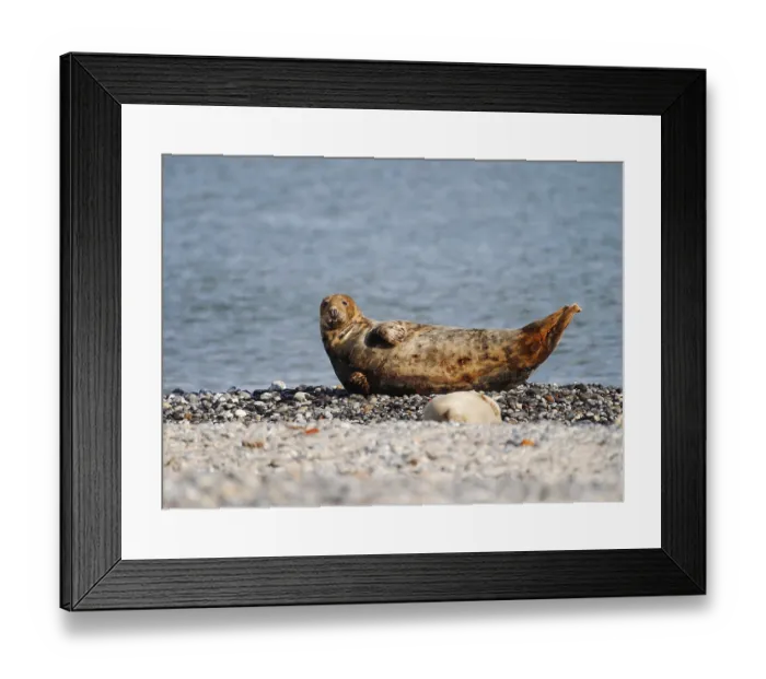 Framed Print : Grey seal (Halichoerus grypus)