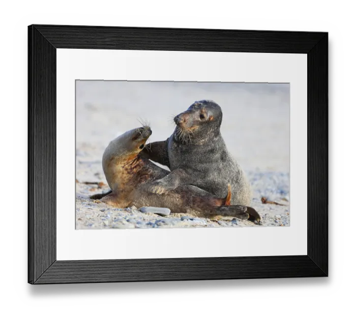 Framed Print : Grey seal (Halichoerus grypus)