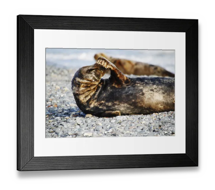 Framed Print : Grey seal (Halichoerus grypus)