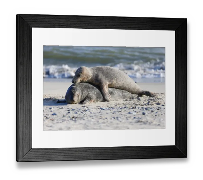 Framed Print : Grey seal (Halichoerus grypus)