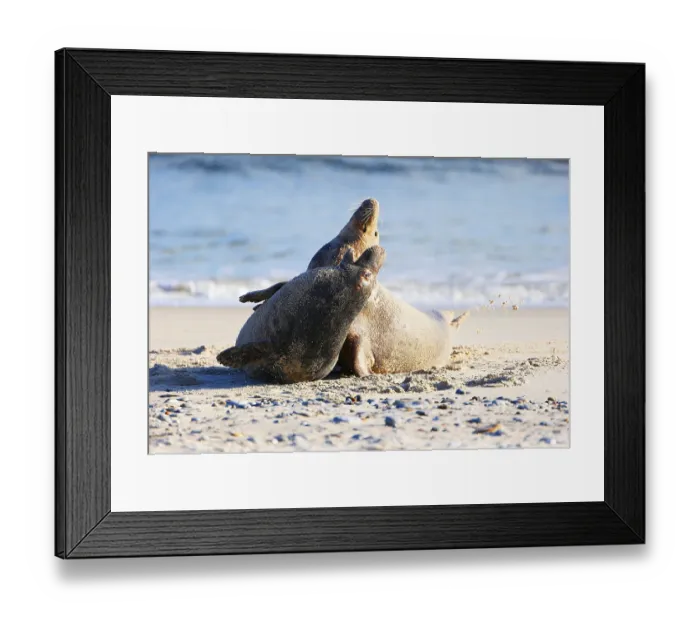 Framed Print : Grey seal (Halichoerus grypus)