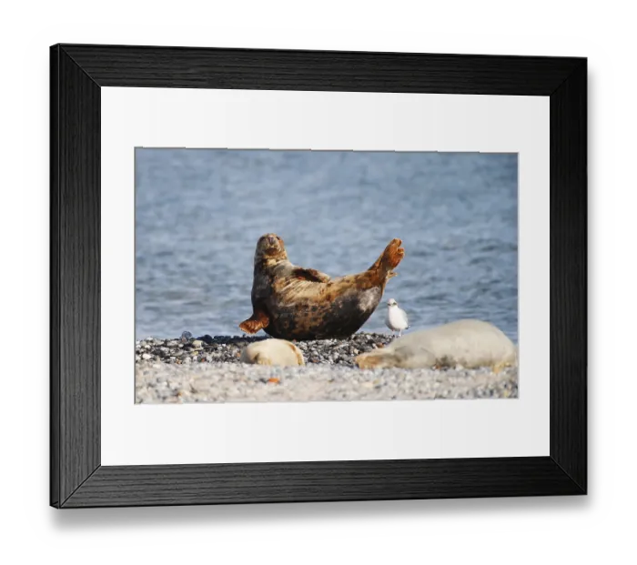 Framed Print : Grey seal (Halichoerus grypus)