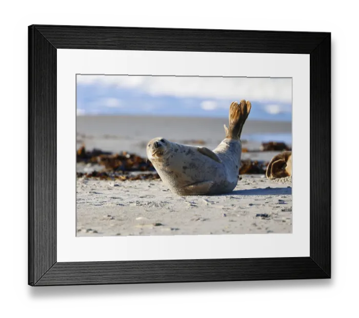Framed Print : Grey seal (Halichoerus grypus)