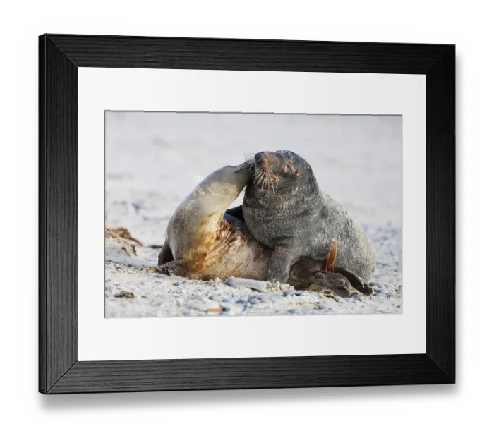 Framed Print : Grey seal (Halichoerus grypus)