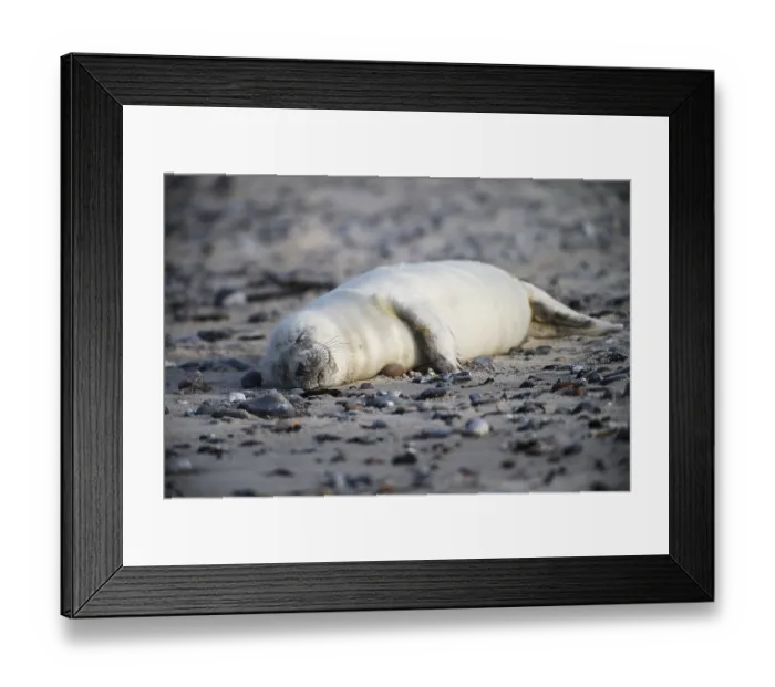 Framed Print : Grey seal (Halichoerus grypus)