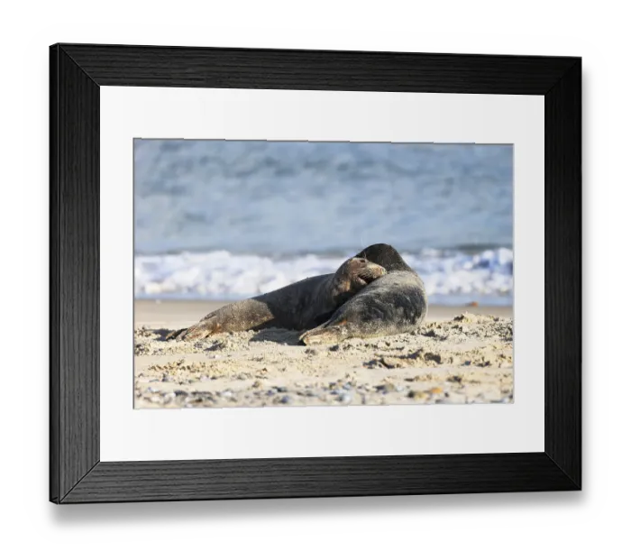 Framed Print : Grey seal (Halichoerus grypus) Framed Print : Grey seal (Halichoerus grypus)