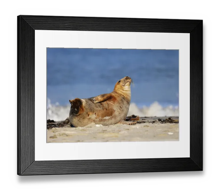 Framed Print : Grey seal (Halichoerus grypus)