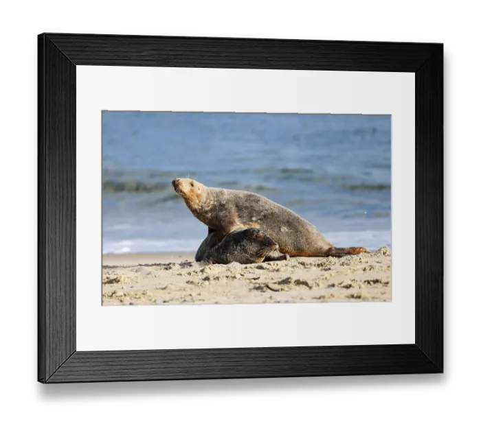 Framed Print : Grey seal (Halichoerus grypus)