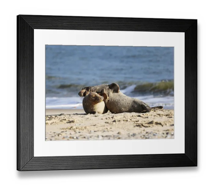 Framed Print : Grey seal (Halichoerus grypus)