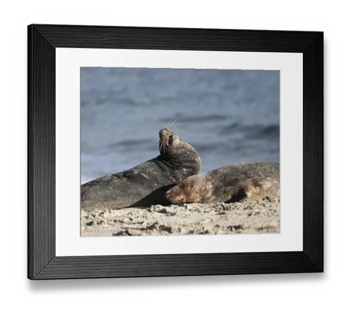 Framed Print : Grey seal (Halichoerus grypus) Framed Print : Grey seal (Halichoerus grypus)
