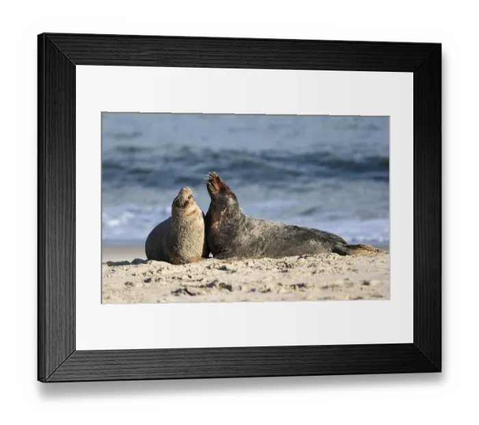 Framed Print : Grey seal (Halichoerus grypus)