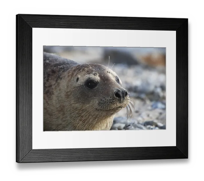 Framed Print : Grey seal (Halichoerus grypus)