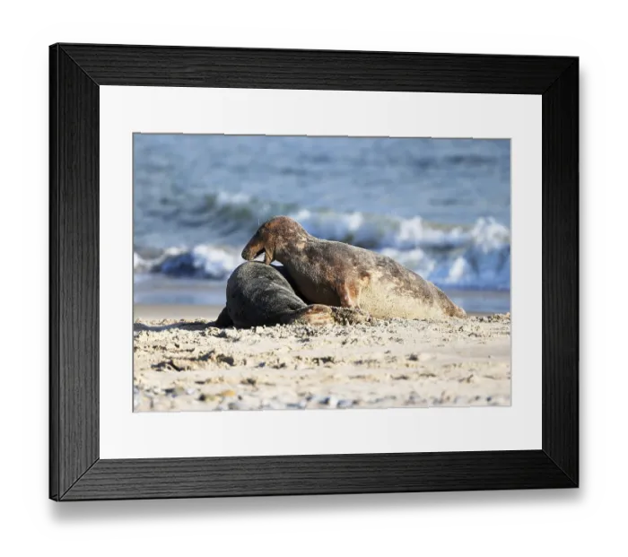 Framed Print : Grey seal (Halichoerus grypus)