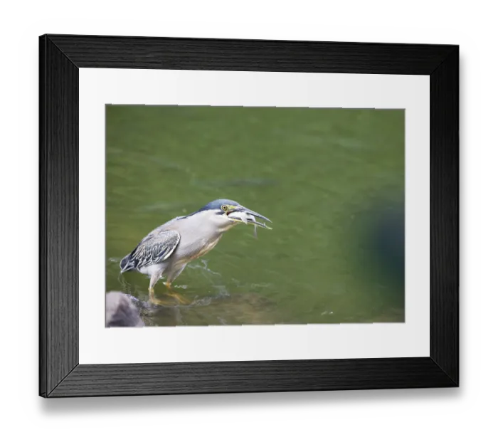 Framed Print : Mangrove Heron (Butorides striata)