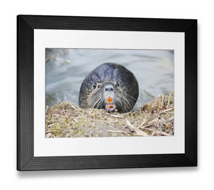 Framed Print : Nutria (myocastor coypus) in a Park, Germany