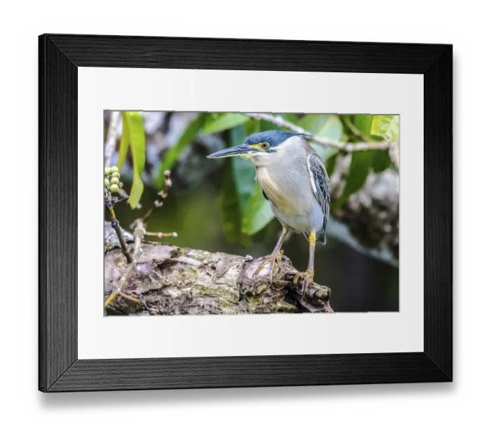 Framed Print : Mangrove Heron (Butorides striata)