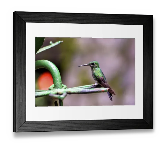 Framed Print : Hummingbird in the jungle of Central America Framed Print : Hummingbird in the jungle of Central America