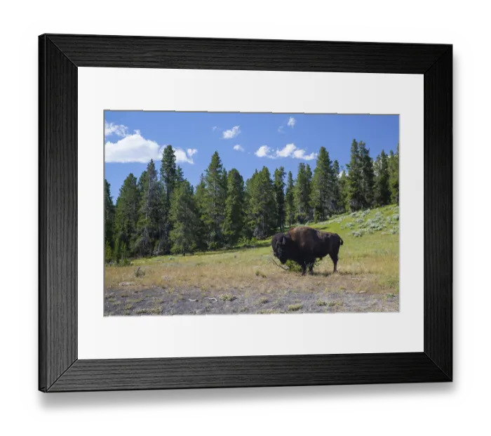 Framed Print : The typical American Bison in the Yellowstone National Park in USA Framed Print : The typical American Bison in the Yellowstone National Park in USA