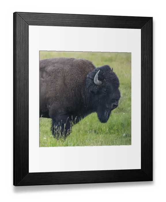 Framed Print : The typical American Bison in the Yellowstone National Park in USA