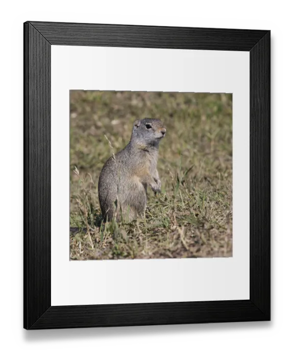 Framed Print : Lonely marmot on the field in Grand Teton National Park