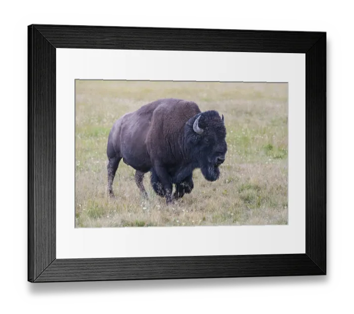 Framed Print : The typical American Bison in the Yellowstone National Park in USA