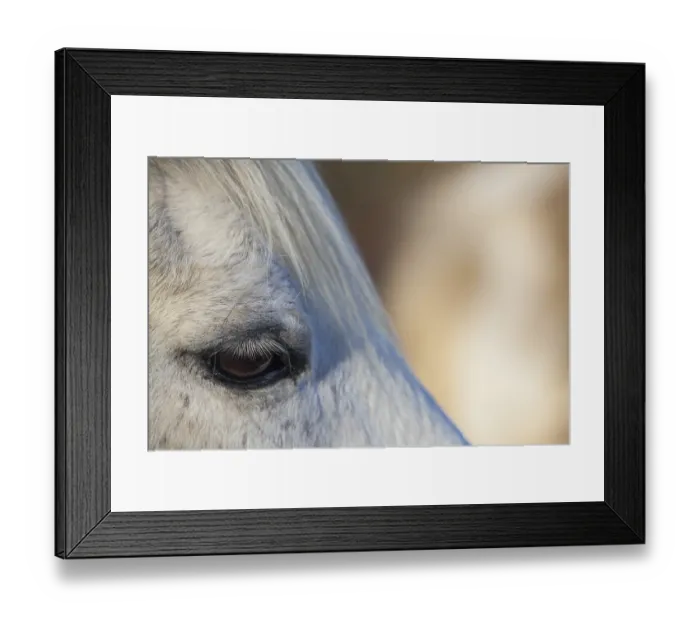 Framed Print : Detail of beautiful white horse at sunset