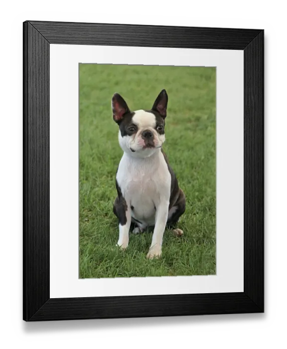 Framed Print : Portrait of Boston Terrier in the public park