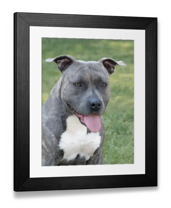 Framed Print : Portrait of American Staffordshire Terrier in the public park Framed Print : Portrait of American Staffordshire Terrier in the public park