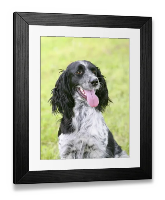 Framed Print : Typical large Munsterlander (Continental Pointing Dog) in the public park