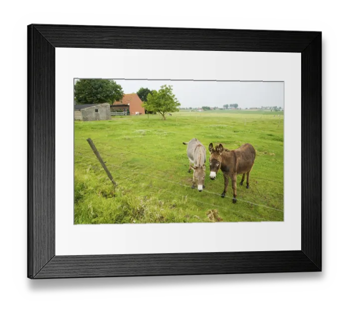 Framed Print : Farmland landscape with two donkeys