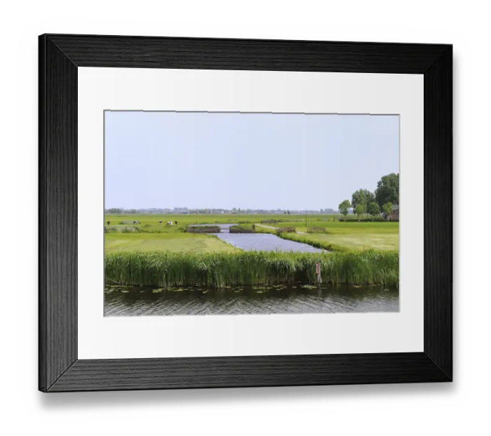 Framed Print : Typical Dutch landscape with pastures cows and water Framed Print : Typical Dutch landscape with pastures cows and water