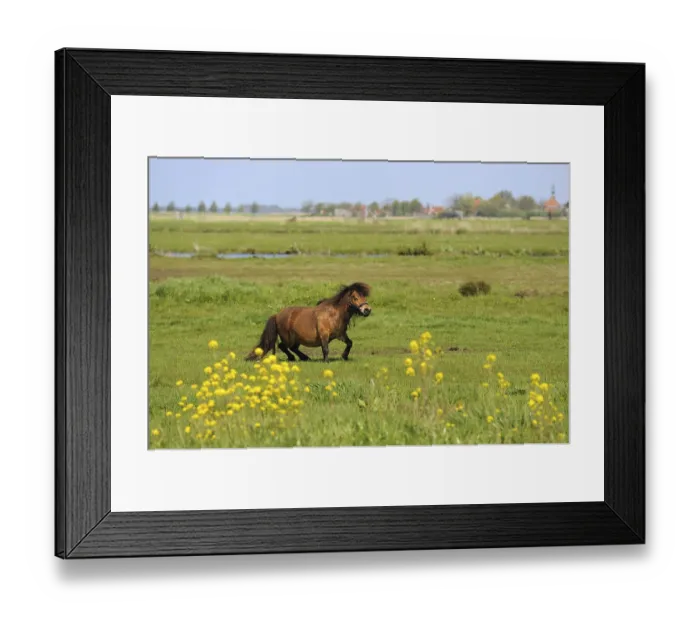 Framed Print : Dutch flat landscape with pony in the grass fields Framed Print : Dutch flat landscape with pony in the grass fields