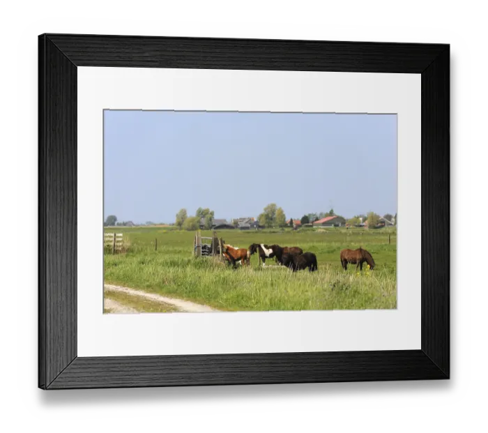 Framed Print : Dutch flat landscape with ponys in the grass fields Framed Print : Dutch flat landscape with ponys in the grass fields