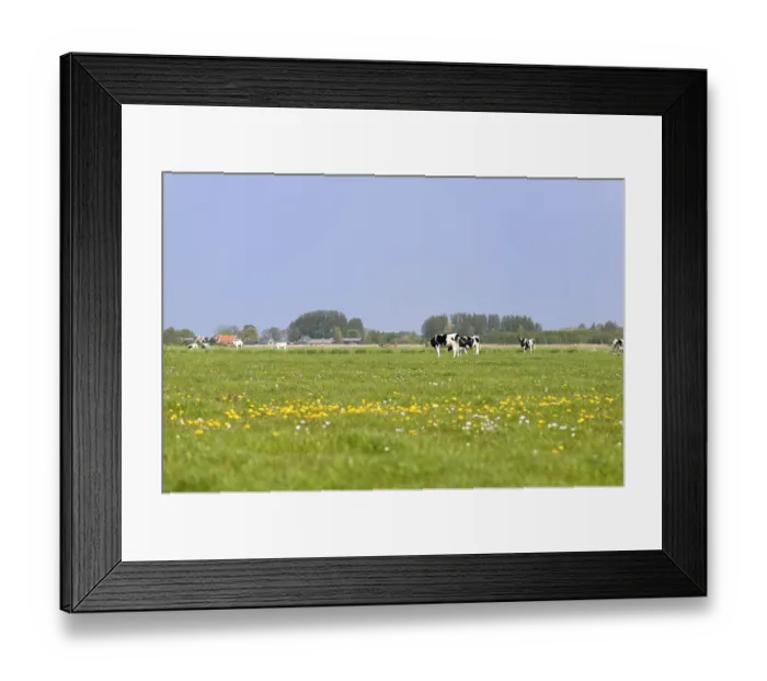 Framed Print : Dutch cows in grass meadows with typical houses at the horizon