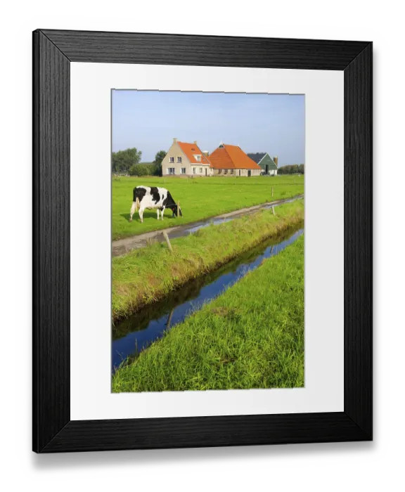 Framed Print : Typical dutch landscape with cows farmland and a farm house