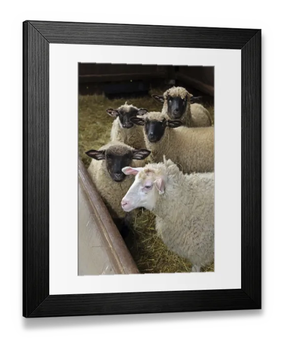 Framed Print : Sheep