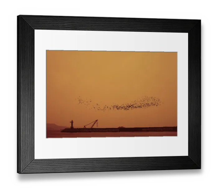 Framed Print : Flock of birds Framed Print : Flock of birds