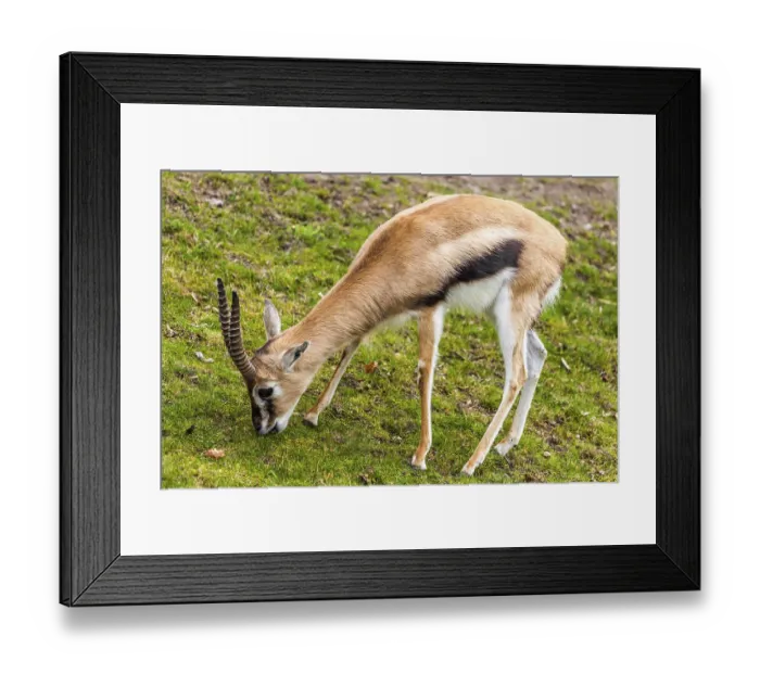 Framed Print : Antelopes