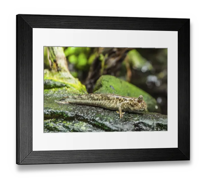 Framed Print : Mudskipper Framed Print : Mudskipper