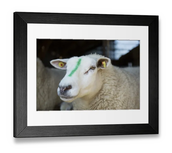Framed Print : Portrait of a sheep in a stable