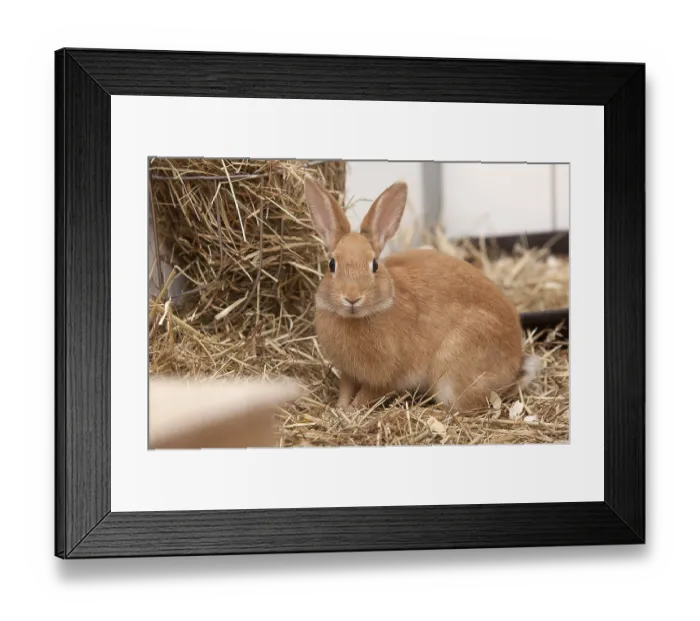 Framed Print : A brown rabbit in a shelter Framed Print : A brown rabbit in a shelter
