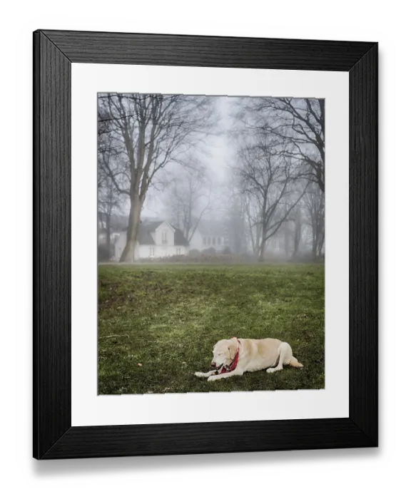 Framed Print : Blonde Labrador in the park in foggy weather
