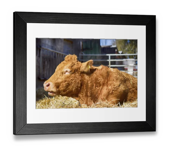 Framed Print : Cow sunbathing in the outdoor barn, 2019