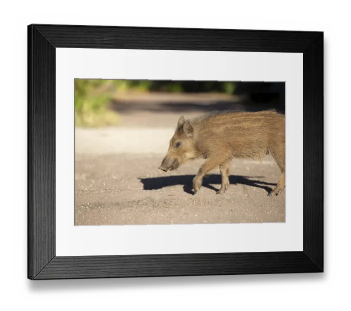 Framed Print : Freshly caught in the Esterel Mountains Framed Print : Freshly caught in the Esterel Mountains