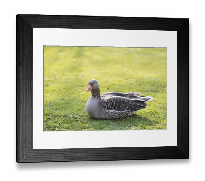 Framed Print : Greylag goose, Anser anser resting on a meadow in spring Framed Print : Greylag goose, Anser anser resting on a meadow in spring