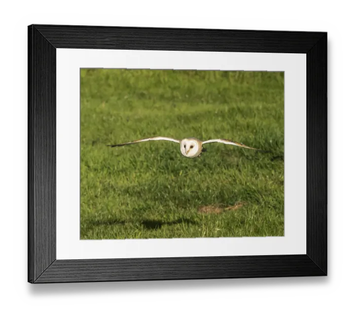 Framed Print : Barn Owl in Flight from a Barn Framed Print : Barn Owl in Flight from a Barn
