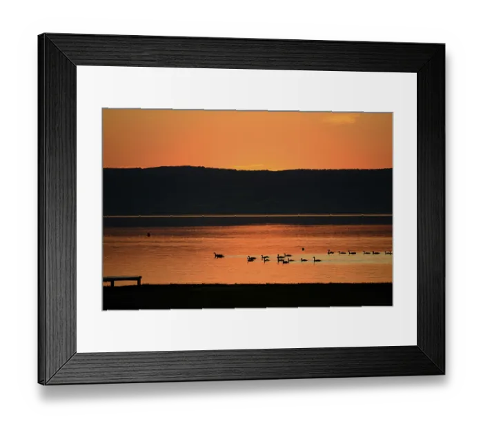 Framed Print : Bright orange sunset - geese swimming at the lake